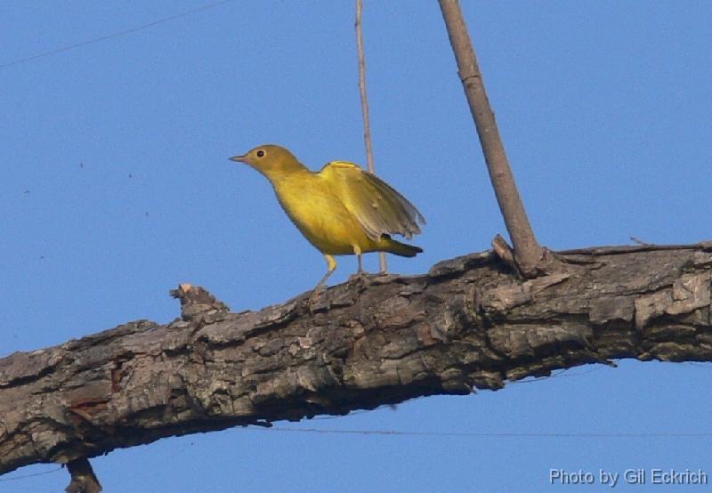 Yellow Warbler wing spread 